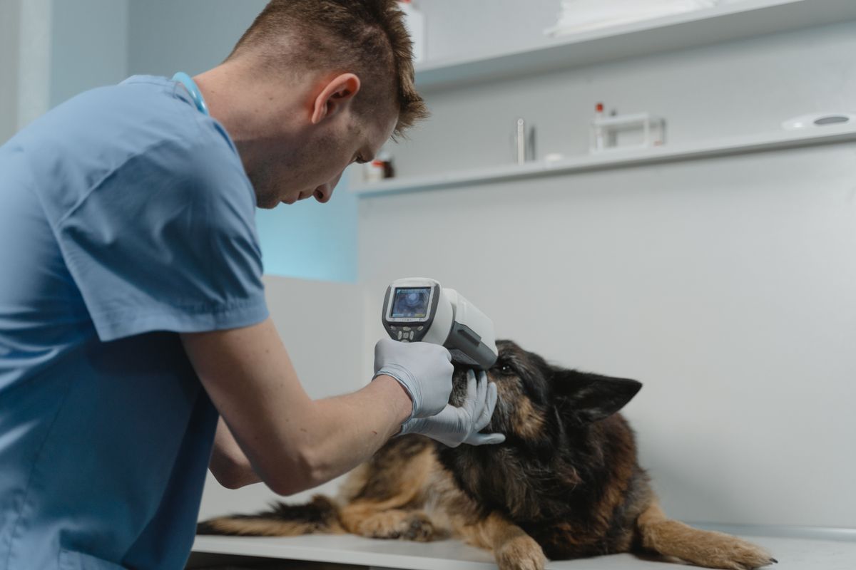 Tierarzt in blauen Scrubs untersucht einen Schäferhund mit einem Diagnosegerät in der Praxis