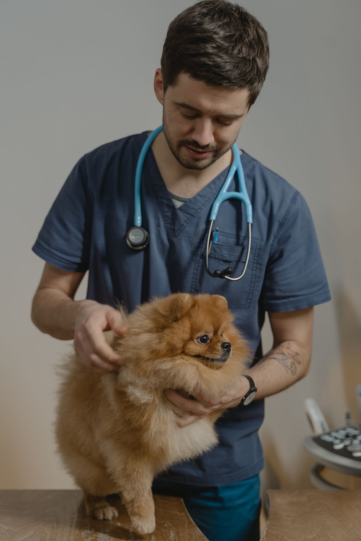 Tierarzt in Scrubs mit Stethoskop hält einen kleinen flauschigen Hund bei der Untersuchung auf dem Behandlungstisch